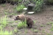 Most Amazing : The Power of Talon Eagle Vs Dog, Deer, Bear - 1