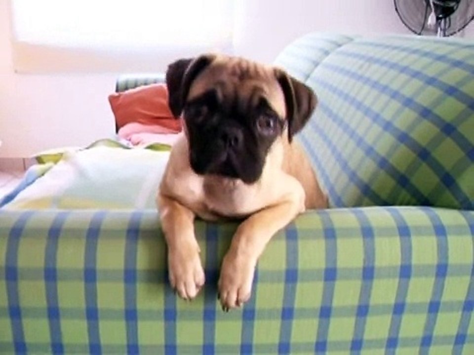 ....pug "kika"