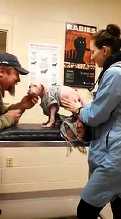 Ce chiot pitbull revoit l'homme qui la sauvé, sa réaction est impressionnante - vidéo Dailymotion