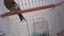 Canari