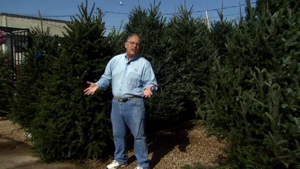 Choose a good Christmas tree and keep it healthy