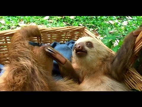 Cute Baby Sloths Enjoy Playtime in Basket