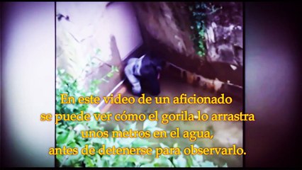 NotiVerdades - Gorila Muerto a Balazos