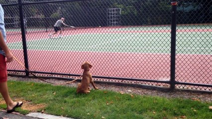 Super Cute Dog Watches Tennis!!!!