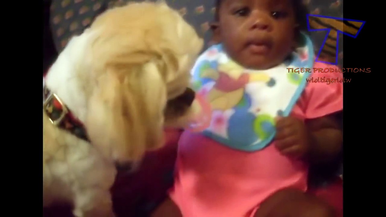 Śmieszne Psy Zazdrosny O Dzieci - Cute Dog