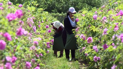 فن العطور في غراس الفرنسية مهارات تتناقلها الاجيال منذ قرون