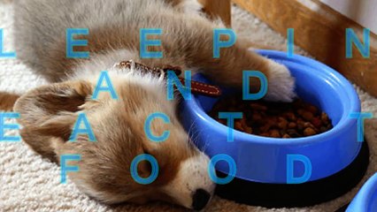 Sleeping cats and dog react to food - Funny and cute animal compilation