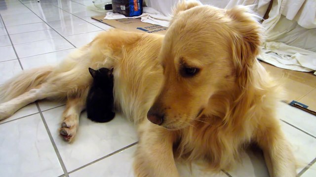 So Cute - Tiny Tortie Foster Kitten Falls Asleep Tucked Away In Dog s Stomach Fur - 3 Weeks Old