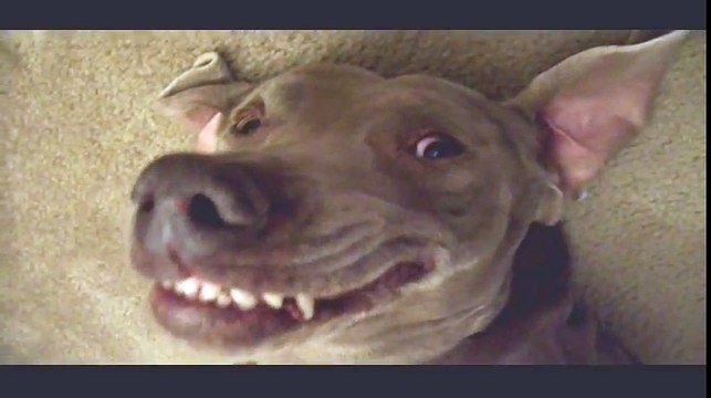 Super Britney my Super Cute Dog Smiles