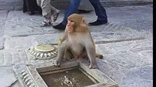 2012 10 26 15 51 52 temple monkey grabs bag of crisps