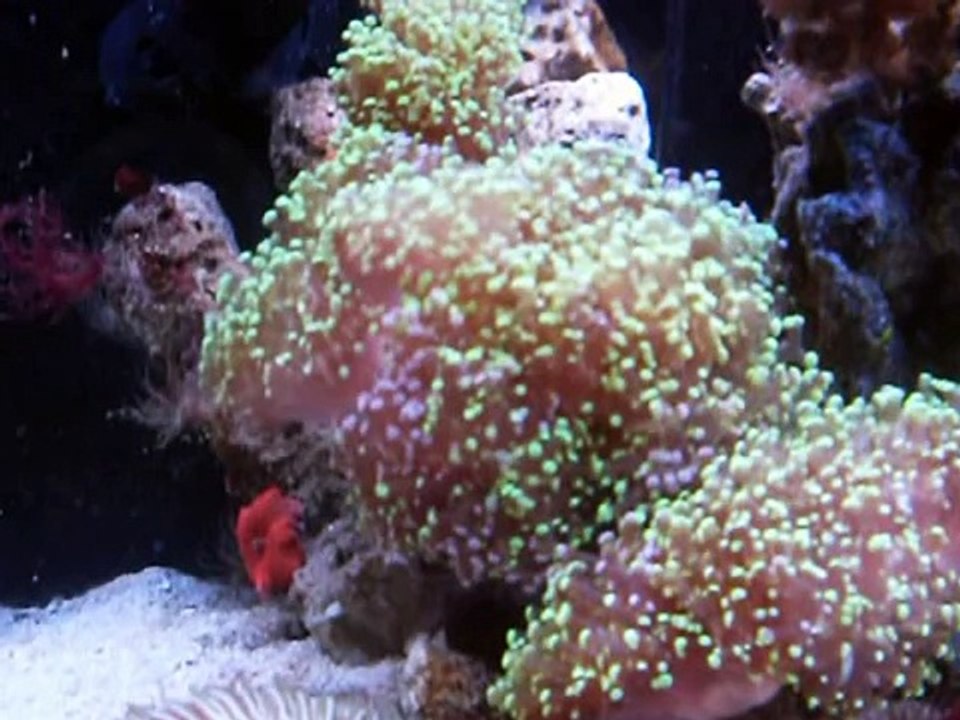 29 gallon nano reef tank,in my bedroom :))