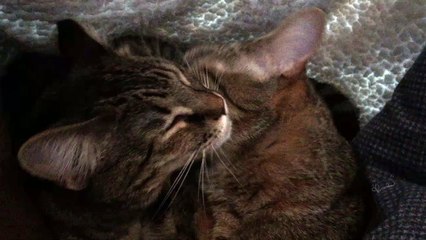 Kitty Dual Bath Time! Kittens bathing Eachother