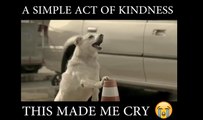 This made me cry [ Even Animals have kindness ]