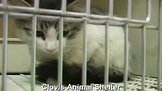 Clovis Animal Shelter pet of the week 23-27 July 2007