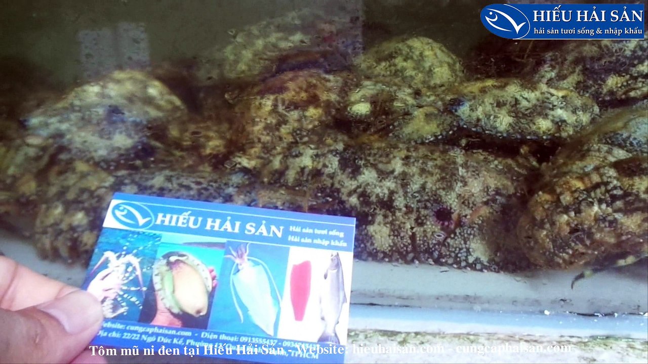 Bán tôm mũ ni đen sống