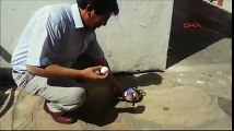 Muğla'da asfaltta yumurta videosu izlenme rekoru kırdı