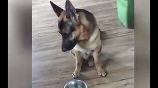 This german shepherd tells his owner when he's hungry, he's one clever guy