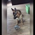 This german shepherd tells his owner when he's hungry, he's one clever guy