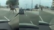 Runaway Horse Gallops Along Busy Malaysian Highway