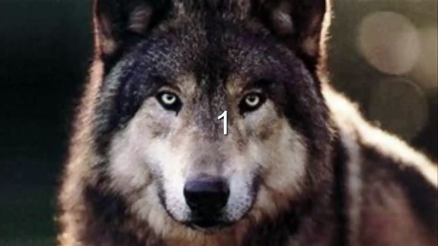 Warriors Mistakes || Into the Wild || [1]