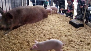 Baby pigs playing