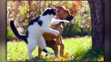 50 Funniest Animal Photos Of All Time