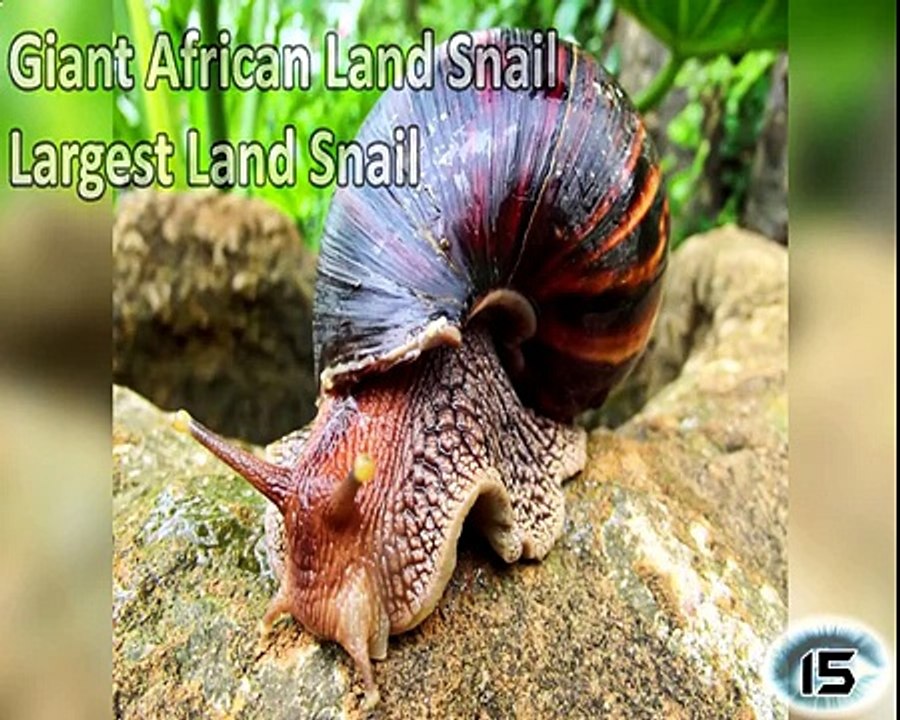 The Amazing #2 ★ Top 15 Biggest Animals in the World ➤