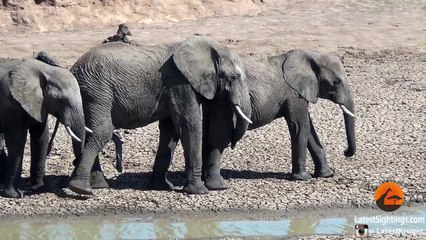 Male Elephants Mounting (Show of Dominance)