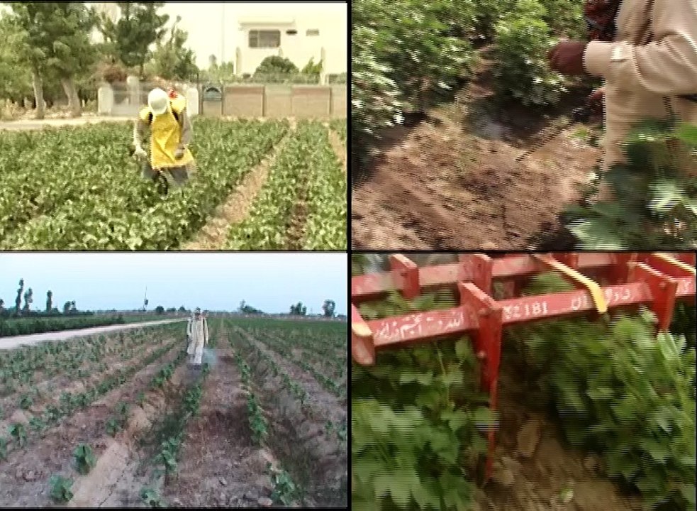 Cotton Jarri Bootiyon ki Talfi 09-06-16