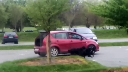 Ce flemmard promène ses chiens en voiture