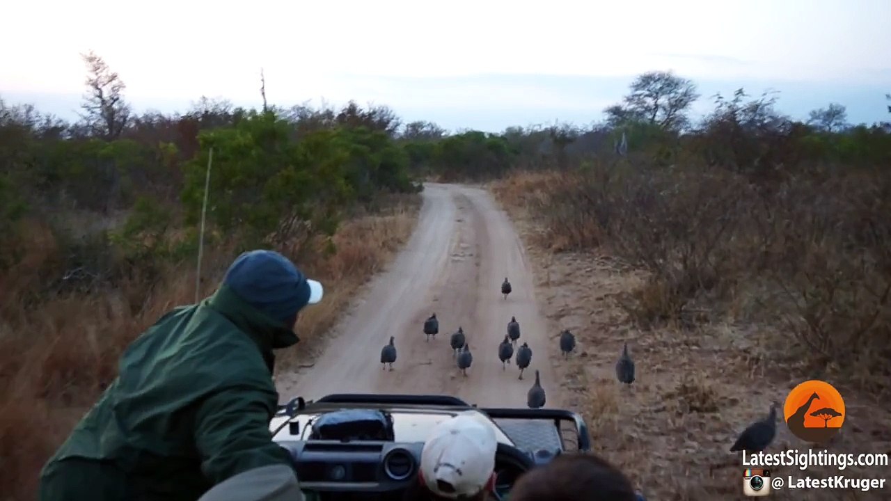 Surprise Leopard Hunt in Front of Safari Vehicle Caught on Camera