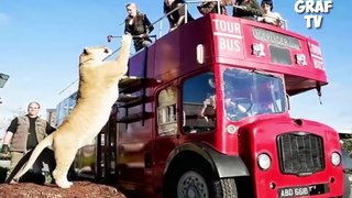 Biggest Wild Animals Captured on Camera - BIGGEST Animals Ever