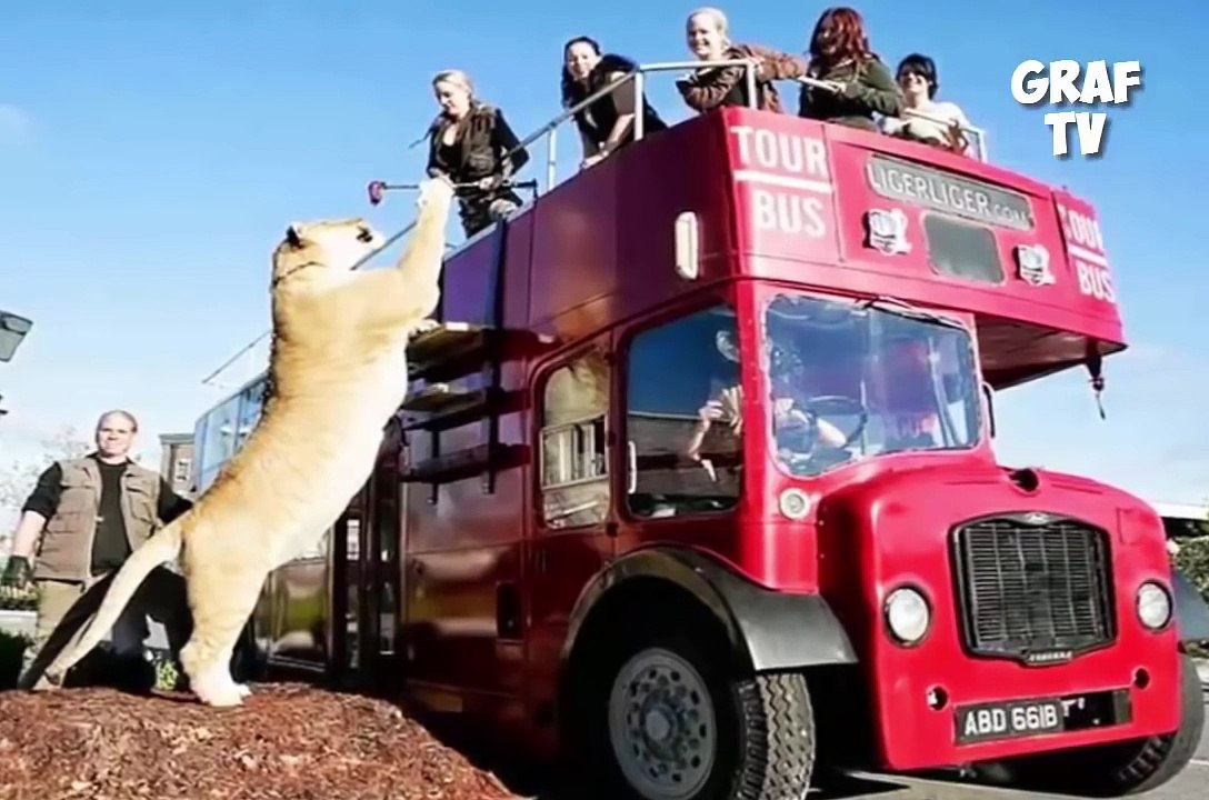 Biggest Wild Animals Captured on Camera - BIGGEST Animals Ever