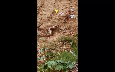 Amazing Snake Love Caught on Camera