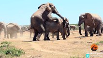 Mating Elephants - Latest Wildlife Sightings
