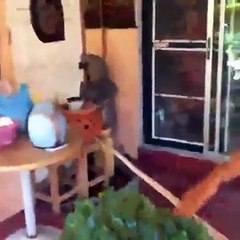 Un lézard géant monstrueux essaie de rentrer dans une maison