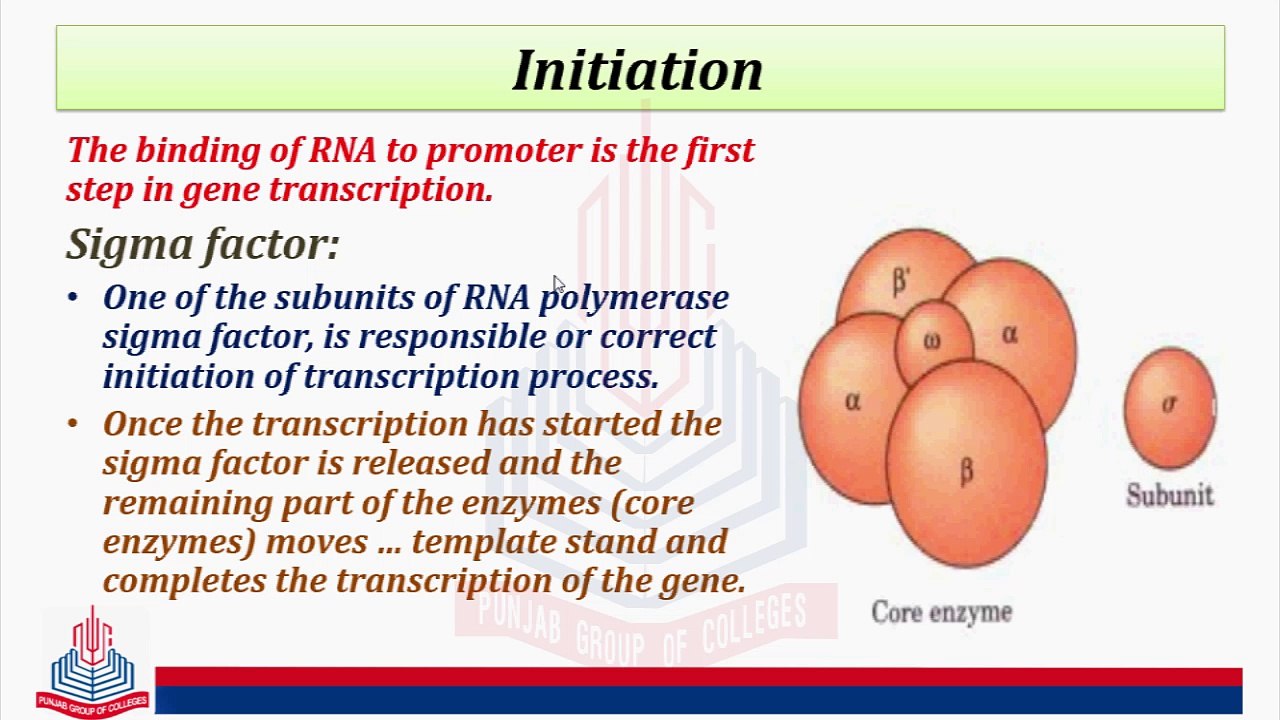 Eukaryotic Promoter Sequence