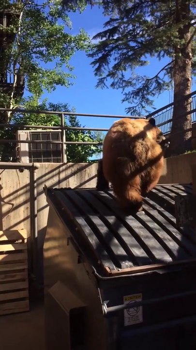 Ce gros ours brun sort d'une poubelle et fuit sous les cris d'un homme
