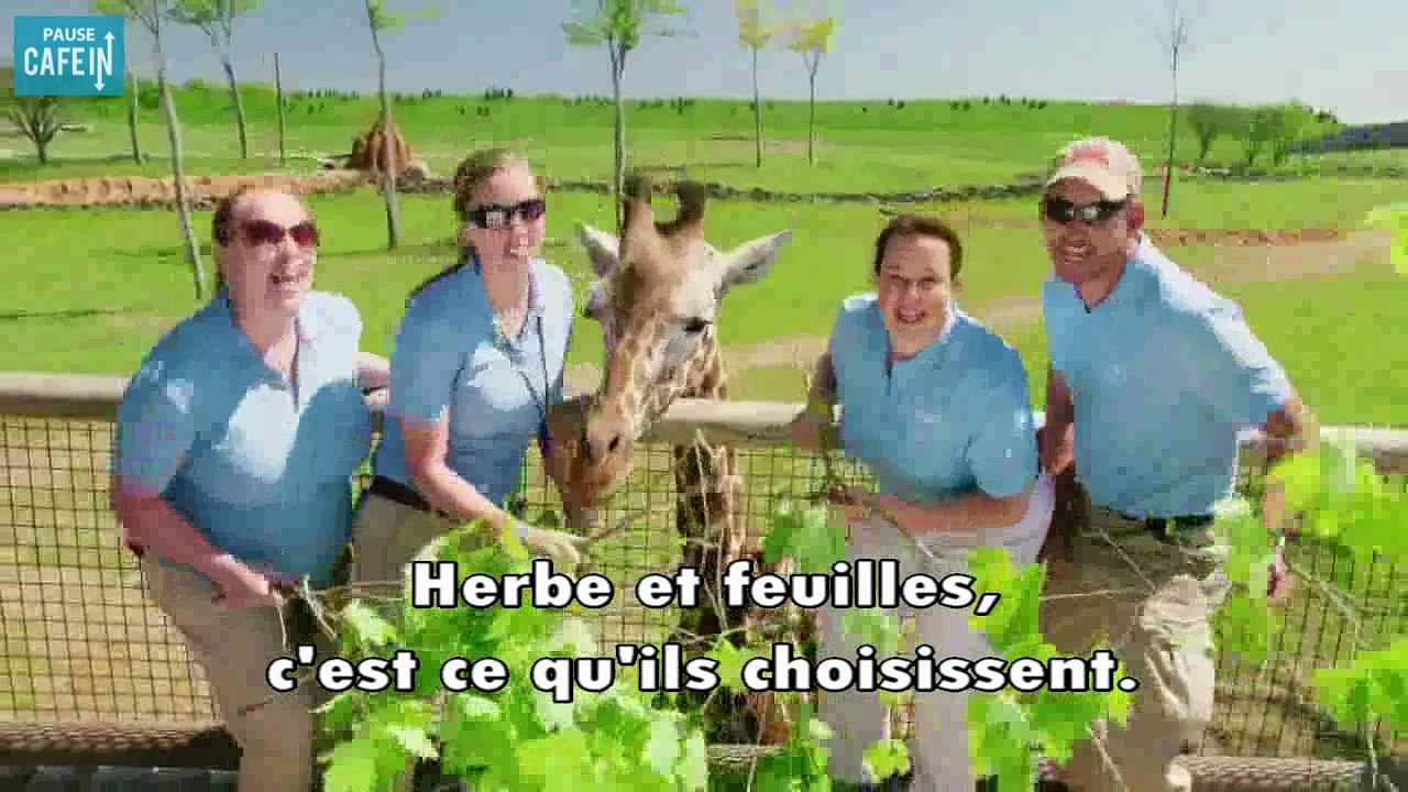 Les employés du zoo de Colombus rappent dans un battle carnivores vs herbivores