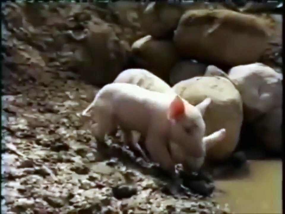 Nick jr Coming Up Next Pig 2