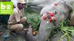 Tragedy Of Elephant Serial Killings In India