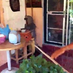 Un varan de 2 mètres essaie de rentrer dans une maison