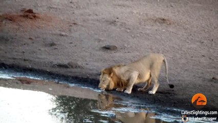 Hippo Kills an Impala Thats Stuck in Mud After Lions Chased it