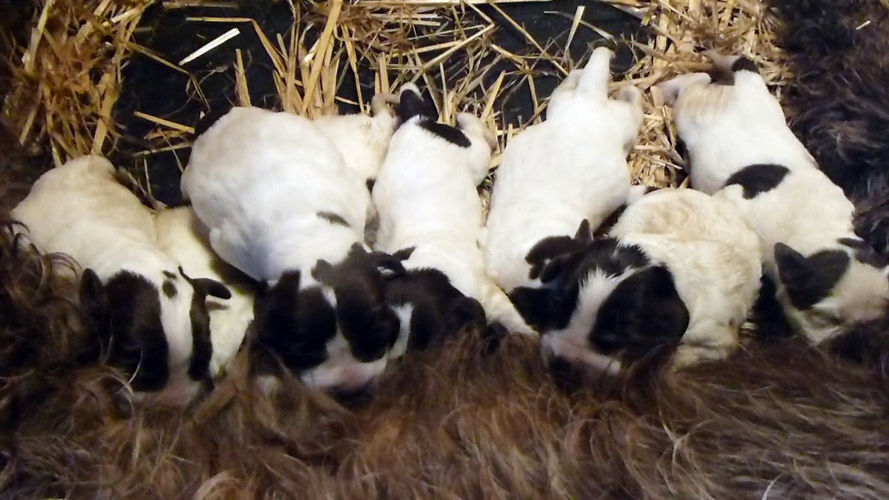 Les bébés Griffons korthals des Baies Picardes nés le 19 juin 2016