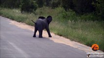 Baby Elephant Calf vs Birds - Latest Wildlife Sightings