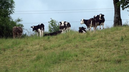 Qu'es ce qui se passe Marie ? Encore des écolos qui manifestent contre la destruction de la Nature