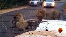 2 Male Lions Kill Kudu in the Middle of the Road - Latest Wildlife Sightings