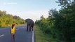 Little girl stops wild elephant in its tracks