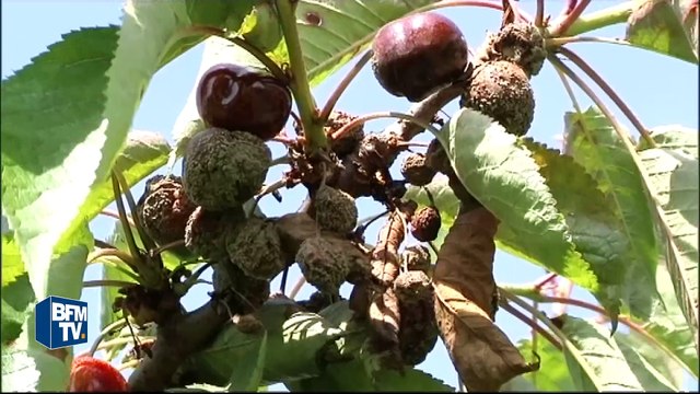 Les fruits d'été abîmés par le mauvais temps