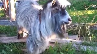 Funny videos - Funny new clips - Funniest recent animals - June 2016